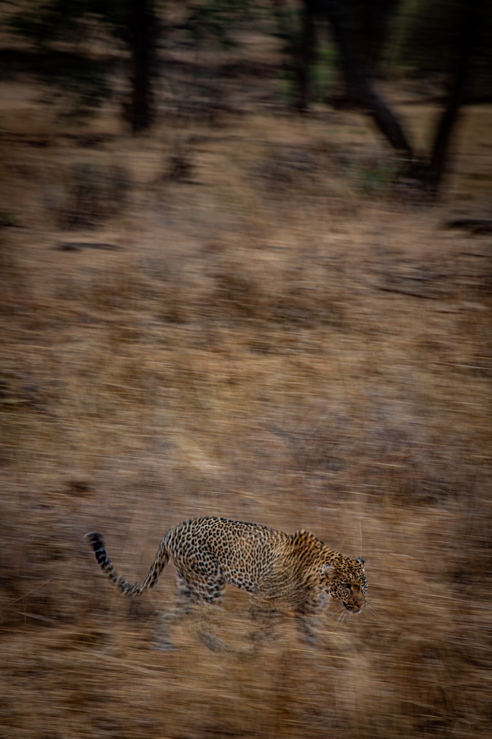 Leopard running across dry, grassy savanna terrain.